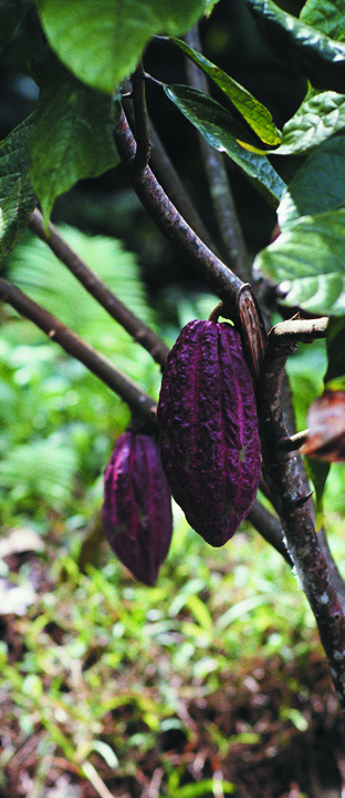 Purple cocoa pods on a tree branch with green leaves in the background