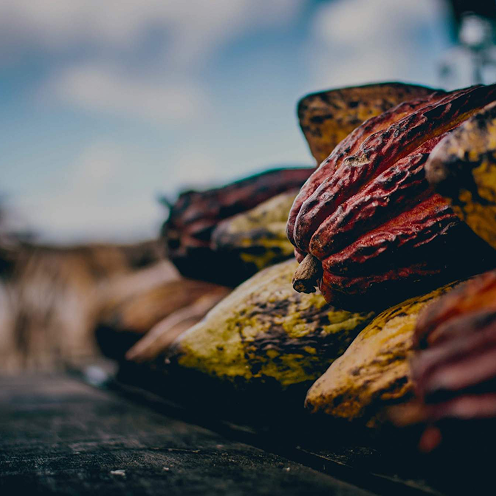Dried cocoa pods on a dark surface with a blurred natural background