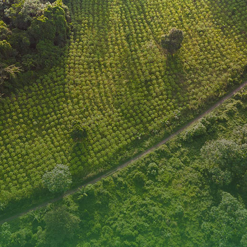Aerial view of a winding road through a dense green forest